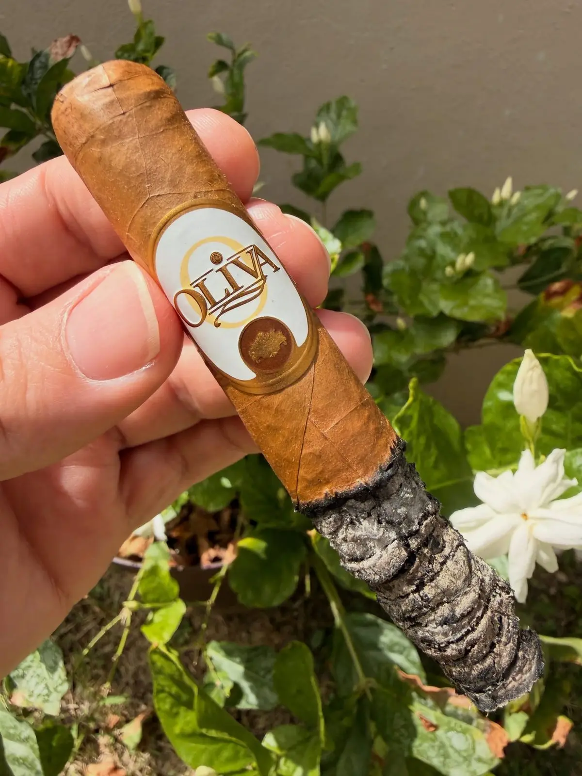 Una mano sostiene un cigarro de capa Connecticut clara con su anilla blanca y una ceniza firme, delante de unas flores blancas