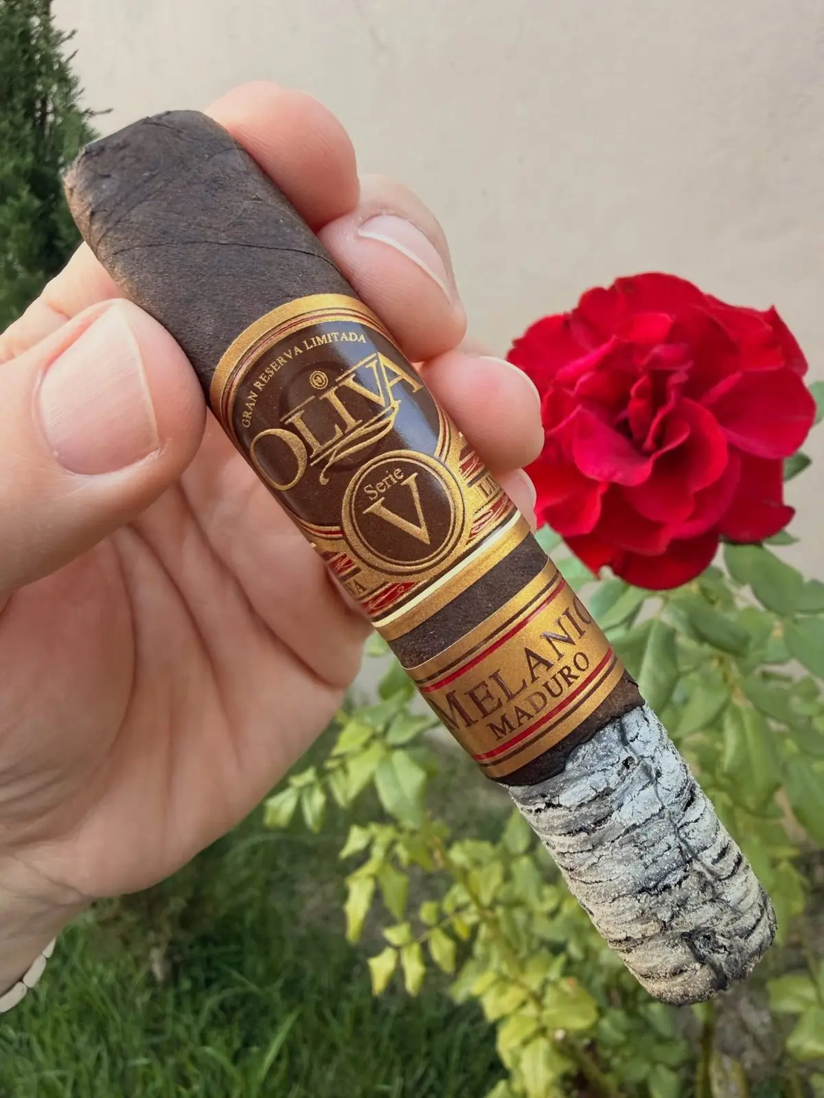 Oliva Serie V Melanio Maduro cigar, photographed by CigarSolace