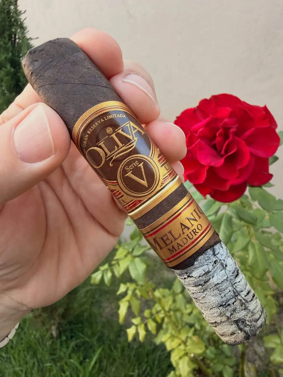 Oliva Serie V Melanio Maduro cigar, photographed by CigarSolace