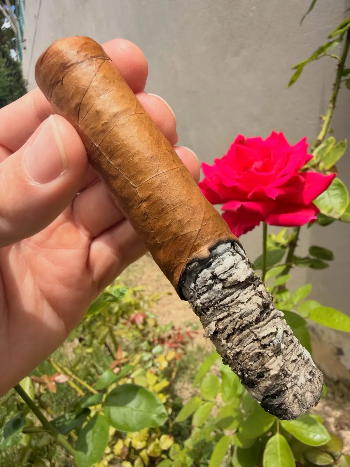 Perdomo Reserve 10th Anniversary Champagne, photo 3 by CigarSolace