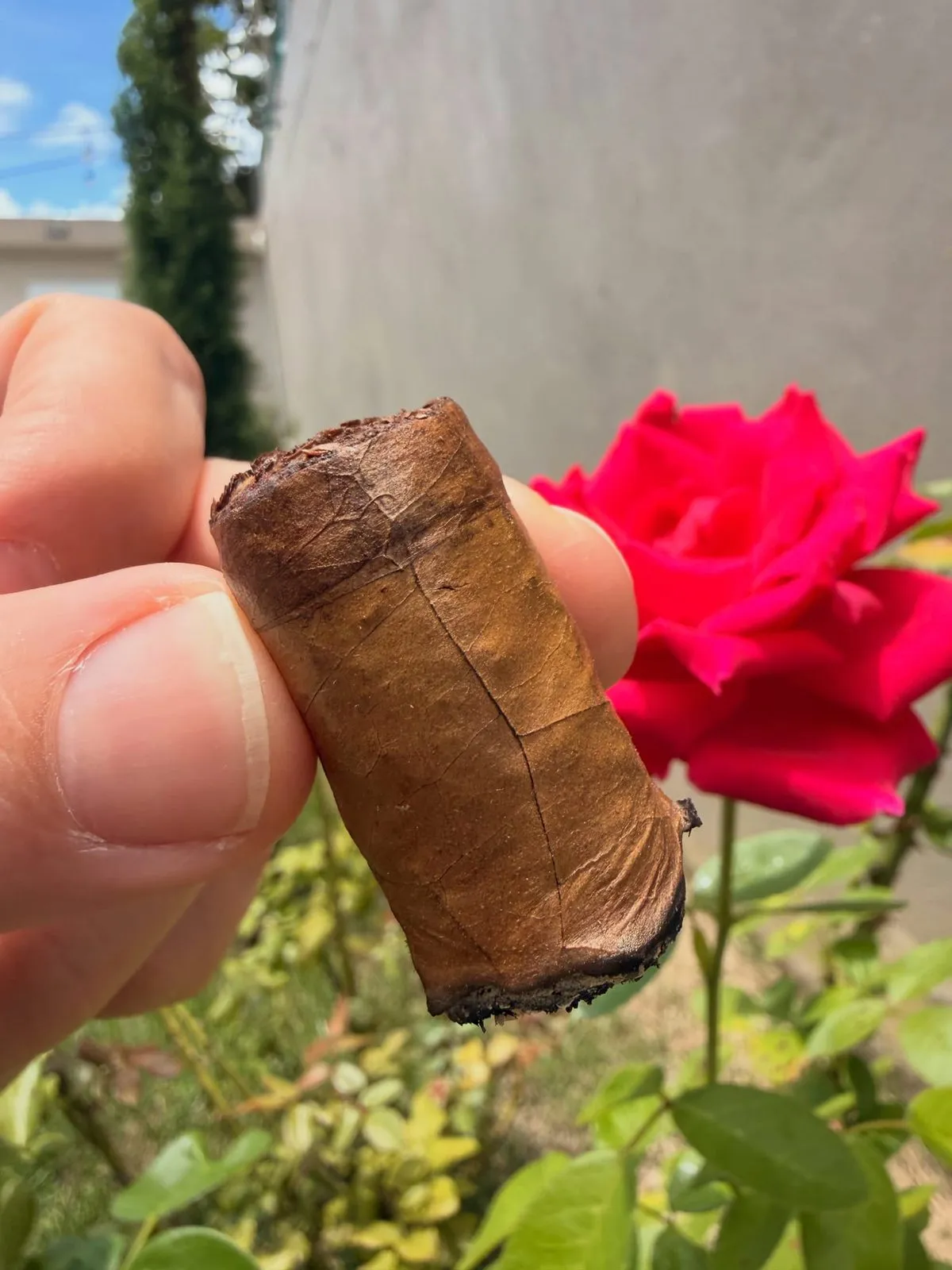 Perdomo Reserve 10th Anniversary Champagne, photo 4 by CigarSolace