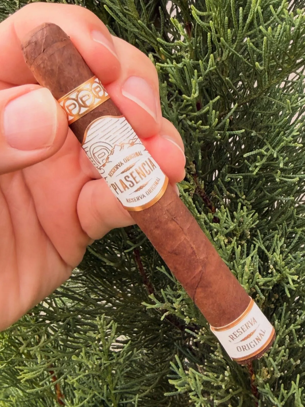 Plasencia Reserva Original — Nesticos, photo 2 by CigarSolace
