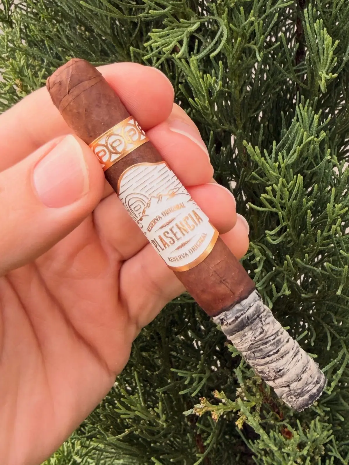Plasencia Reserva Original — Nesticos cigar, photographed by CigarSolace