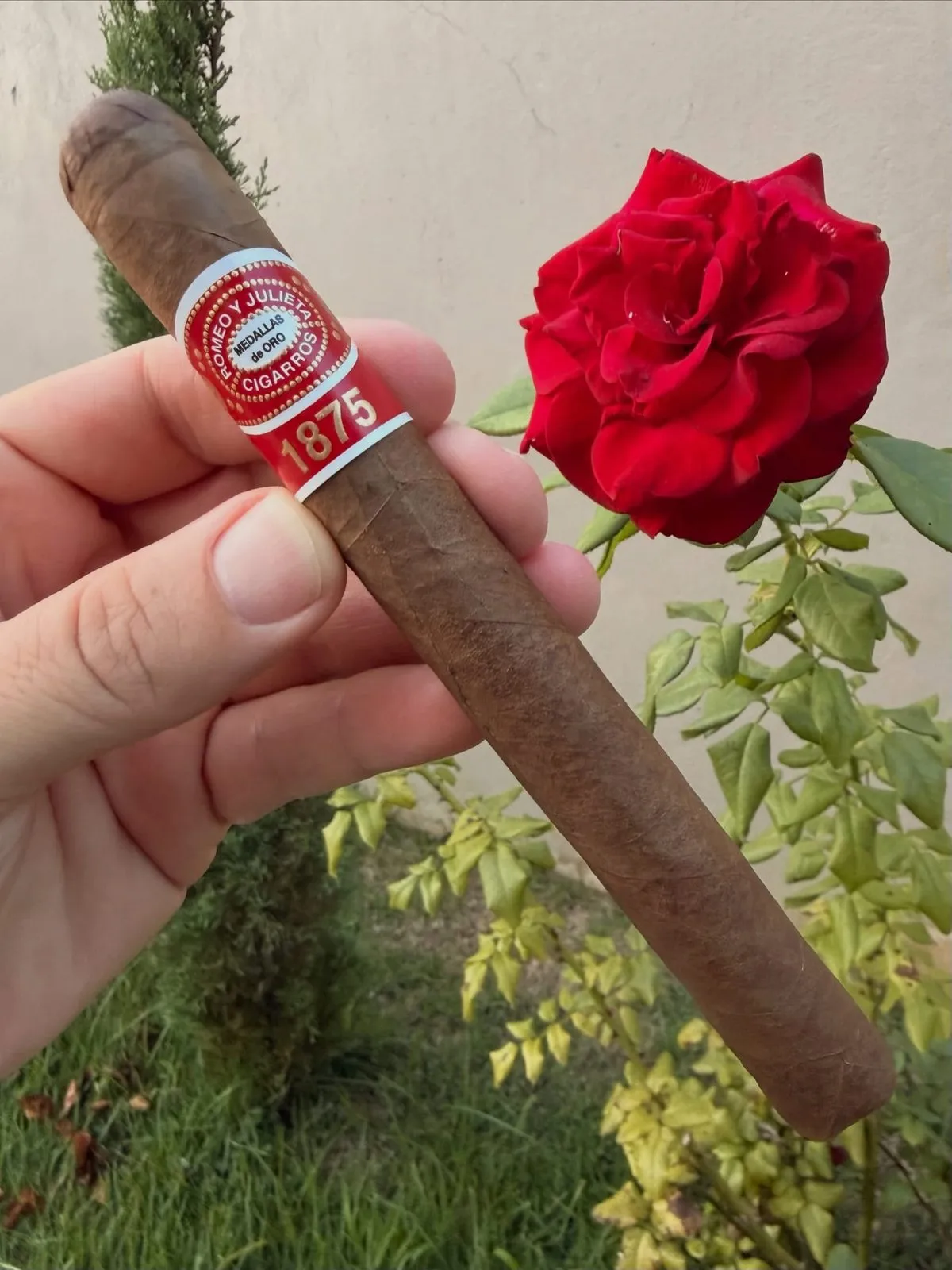 Romeo y Julieta 1875 — Churchill, photo 4 by CigarSolace