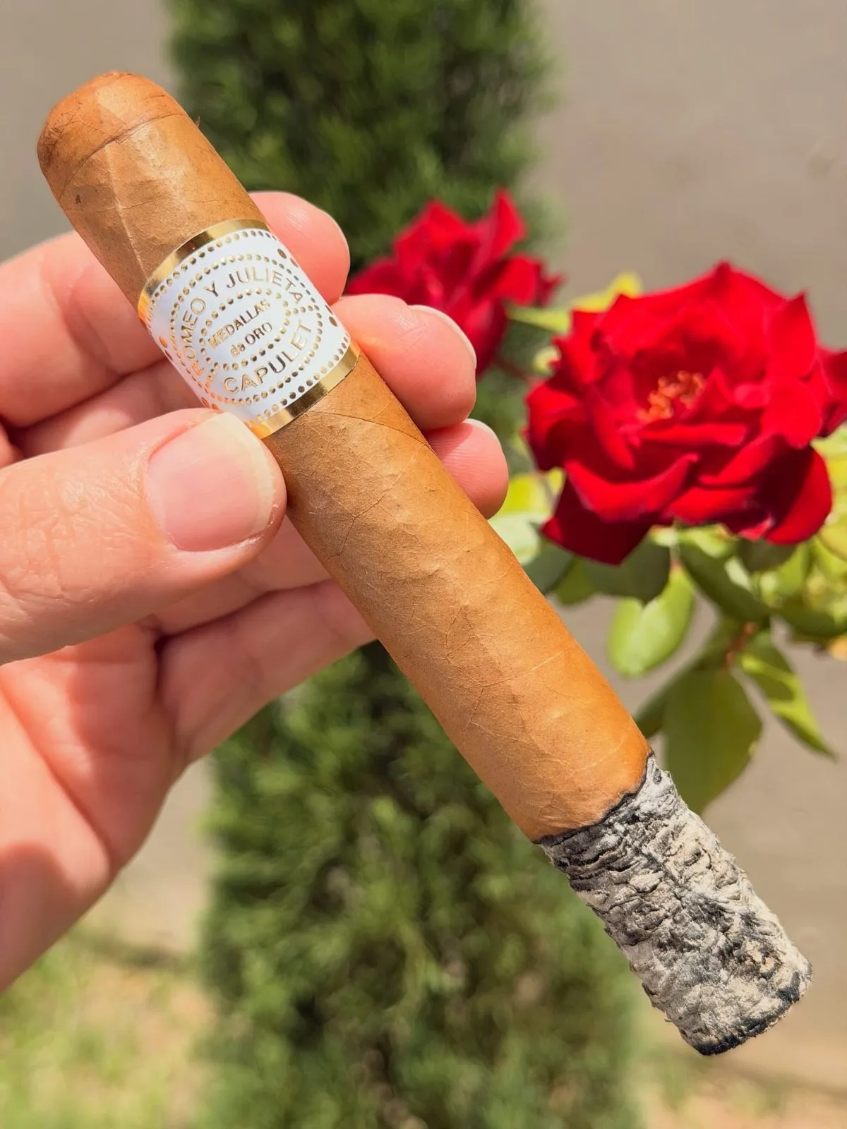 Romeo y Julieta Capulet 75th Anniversary — Toro, photo 2 by CigarSolace